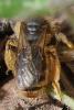 Andrena sp.